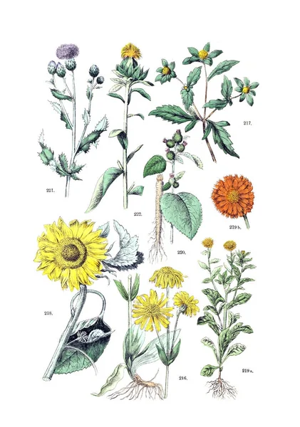植物的例证 Botanischer Bilder 阿特拉斯 Nach Candolle Naturlichem Pflanzensystem 1884 — 图库照片