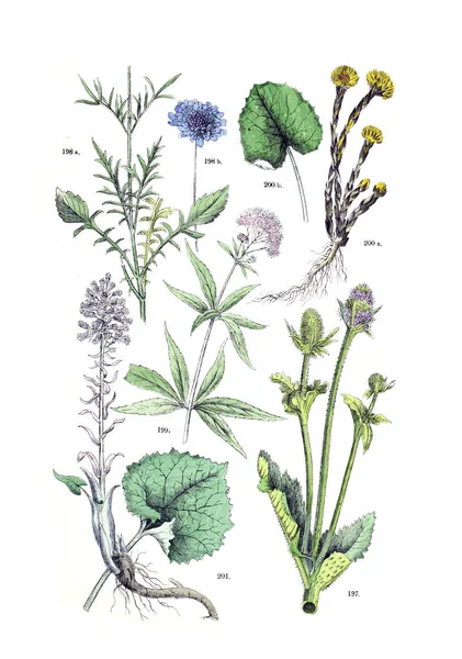 Ілюстрація Заводу Botanischer Bilder Атлас Nach Candolle Naturlichem Pflanzensystem 1884 — стокове фото