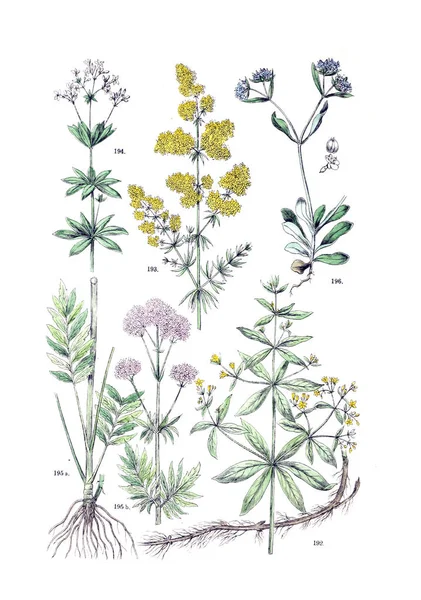 Εικονογράφηση Του Φυτού Pflanzensystem Naturlichem Botanischer Εικόνες Ατλαντασ Nach Ντε — Φωτογραφία Αρχείου