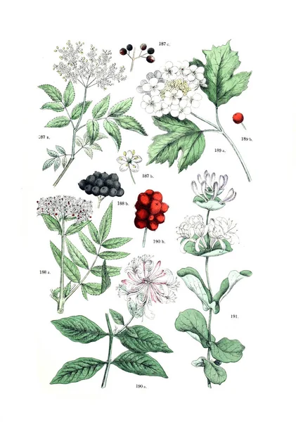 植物のイラスト 植物園 Bilder アトラス Nach Candolle Naturlichem Pflanzensystem 1884 — ストック写真
