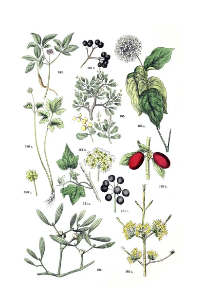 Illustrazione Della Pianta Botanischer Bilder Atlas Nach Pflanzensystem Naturlichem 1884 — Foto Stock