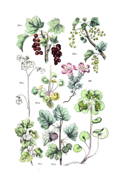 Ilustrace Rostliny Botanischer Bilder Atlas Nach Candolle Naturlichem Pflanzensystem 1884 — Stock fotografie