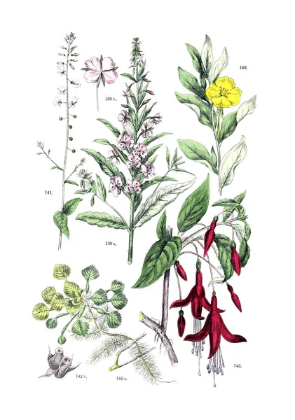 Иллюстрация Завода Botanischer Bilder Atlas Nach Candolle Naturlichem Pflanzensystem 1884 — стоковое фото