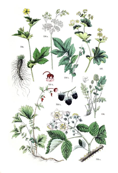 Illustration Plant Botanischer Bilder Atlas Nach Candolle Naturlichem Pflanzensystem 1884 — Stock Photo, Image