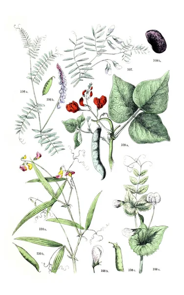 Ilustração Planta Botanischer Bilder Atlas Nach Candolle Naturlichem Pflanzensystem 1884 — Fotografia de Stock