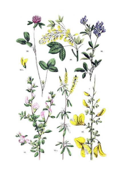 Illustrazione Della Pianta Botanischer Bilder Atlas Nach Pflanzensystem Naturlichem 1884 — Foto Stock