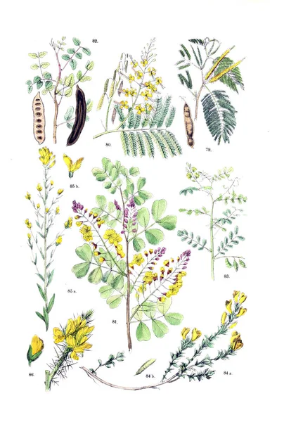 Illustration Anläggningen Botanischer Bilder Atlas Nach Candolle Naturlichem Pflanzensystem 1884 — Stockfoto