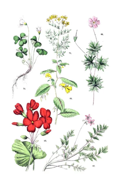 Illustratie Van Plant Botanischer Bilder Atlas Nach Candolle Naturlichem Pflanzensystem — Stockfoto