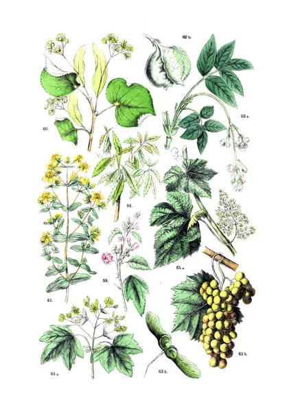 Ilustrasi Dari Tanaman Ini Botanischer Bilder Atlas Nach Candolle Naturlichem — Stok Foto