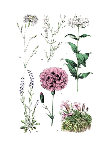 植物的例证 Botanischer Bilder 阿特拉斯 Nach Candolle Naturlichem Pflanzensystem 1884 — 图库照片