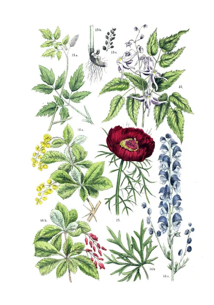 Ilustracja Roślin Hotele Botanischer Bilder Atlas Nach Candolle Naturlichem Pflanzensystem — Zdjęcie stockowe