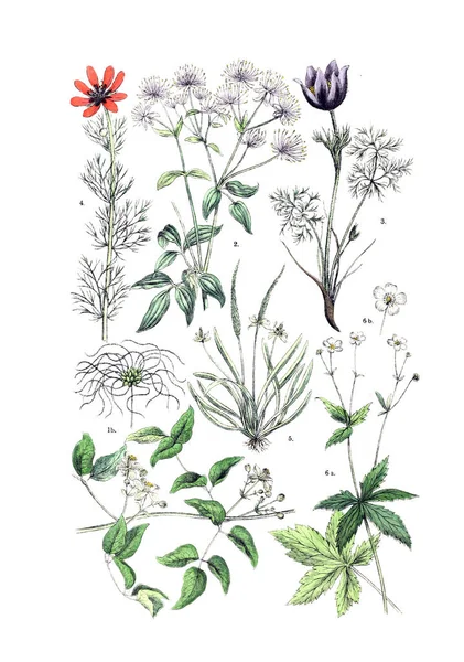 Illustration Plant Botanischer Bilder Atlas Nach Candolle Naturlichem Pflanzensystem 1884 — Stock Photo, Image