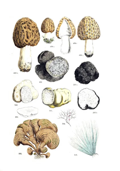 Иллюстрация Завода Botanischer Bilder Atlas Nach Candolle Naturlichem Pflanzensystem 1884 — стоковое фото