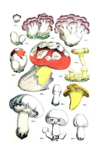 Bitki çizimi. Botanischer bilder-atlas nach De Candolle'nın Naturlichem pflanzensystem 1884