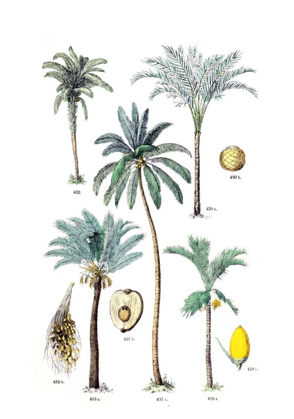 식물의 그림입니다 Botanischer 아틀라스에 Candolle Naturlichem Pflanzensystem 1884 — 스톡 사진
