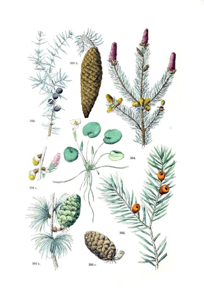 Illustration Anläggningen Botanischer Bilder Atlas Nach Candolle Naturlichem Pflanzensystem 1884 — Stockfoto