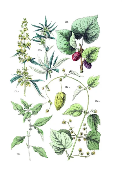 Bitki çizimi. Botanischer bilder-atlas nach De Candolle'nın Naturlichem pflanzensystem 1884