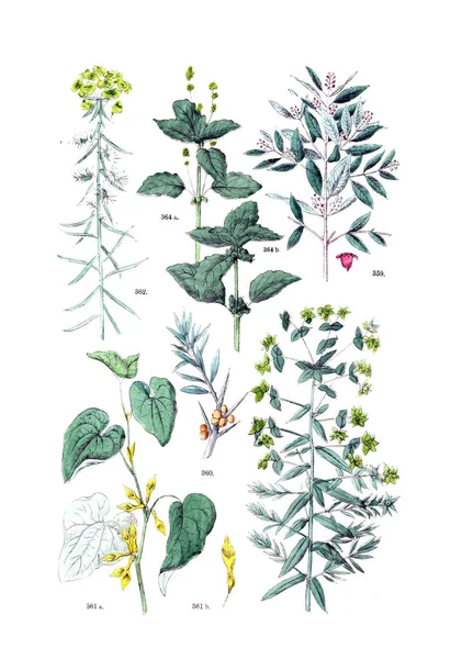 Ábra Növény Botanischer Bilder Atlasz Nach Candolle Botanikus Naturlichem Pflanzensystem — Stock Fotó