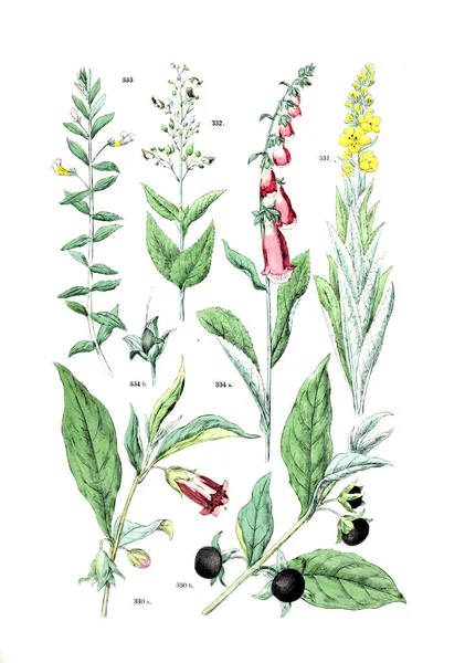 植物的例证 Botanischer Bilder 阿特拉斯 Nach Candolle Naturlichem Pflanzensystem 1884 — 图库照片