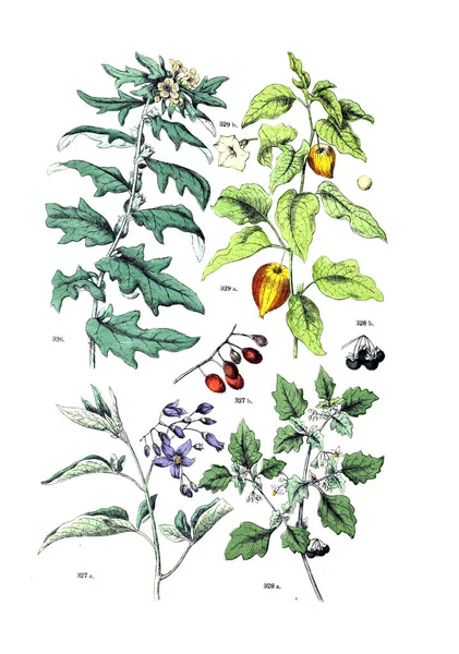 Ilustración Planta Botanischer Bilder Atlas Nach Naturlichem Pflanzensystem Candolle 1884 —  Fotos de Stock