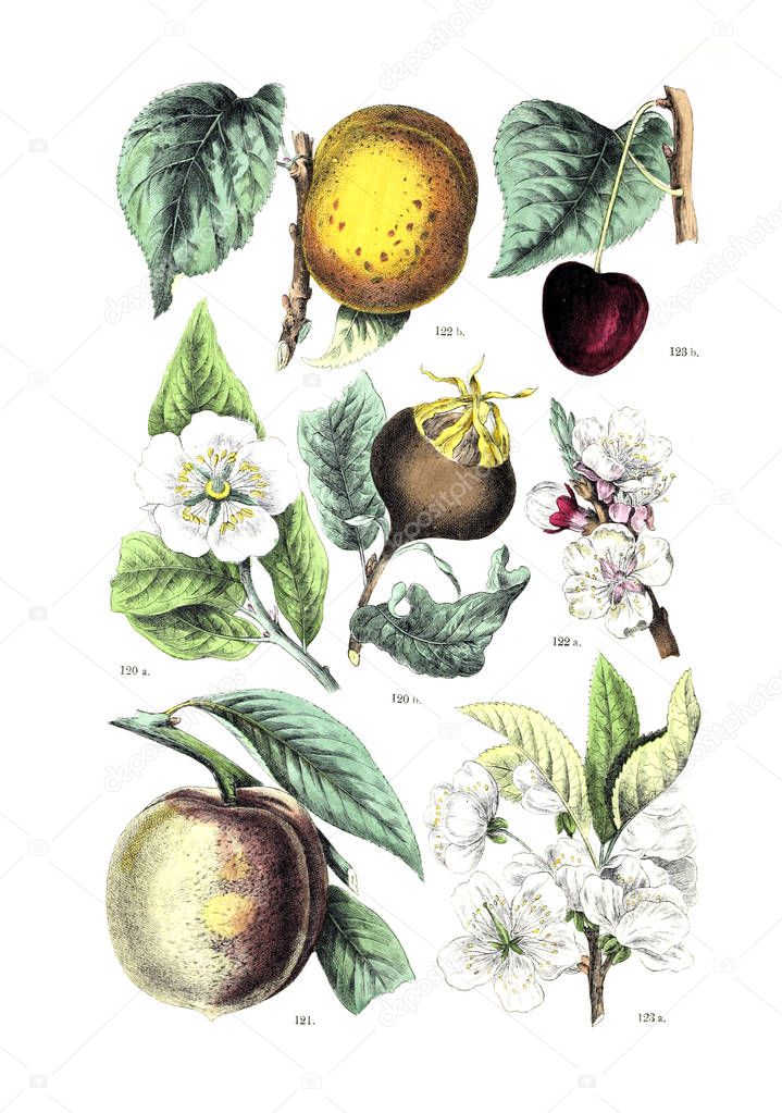Illustration of the plant.  Botanischer bilder-atlas nach De Candolle's Naturlichem pflanzensystem 1884