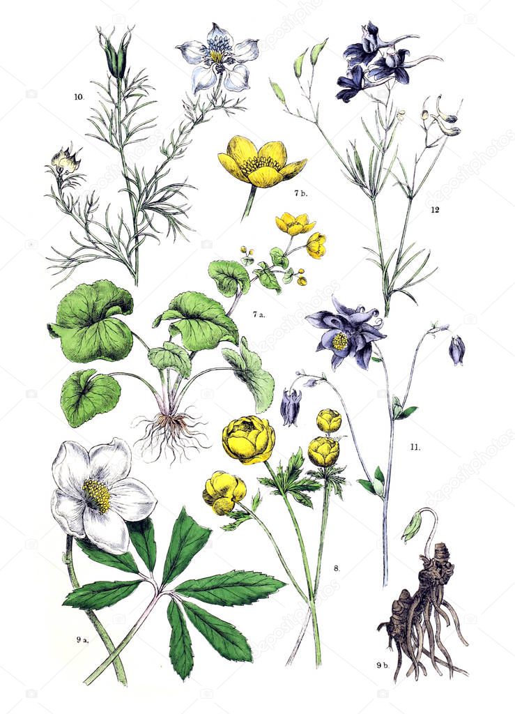Illustration of the plant.  Botanischer bilder-atlas nach De Candolle's Naturlichem pflanzensystem 1884