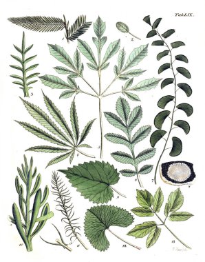 Bitkiler Illustration. Termini botanici iconibus illustrati 1807