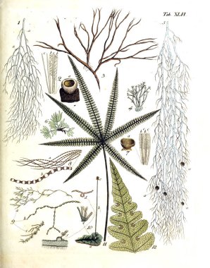 Bitkiler Illustration. Termini botanici iconibus illustrati 1807