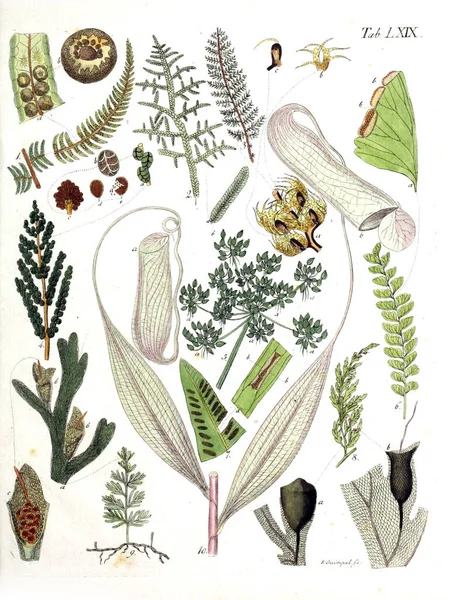 식물의 그림입니다 테르미니 Botanici Iconibus Illustrati 1807 — 스톡 사진