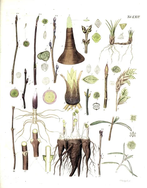 Illustrazione Delle Piante Termini Botanici Iconibus Illustrati 1807 — Foto Stock