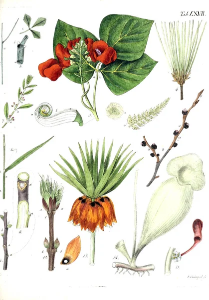 Illustration Växter Termini Botanici Iconibus Illustrati 1807 — Stockfoto
