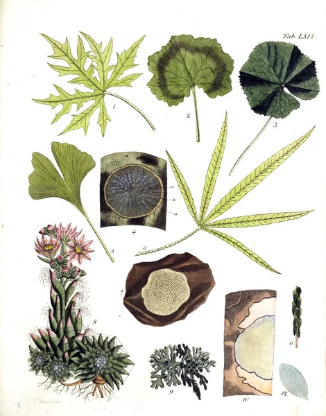 Απεικόνιση Των Φυτών Termini Botanici Iconibus Illustrati 1807 — Φωτογραφία Αρχείου