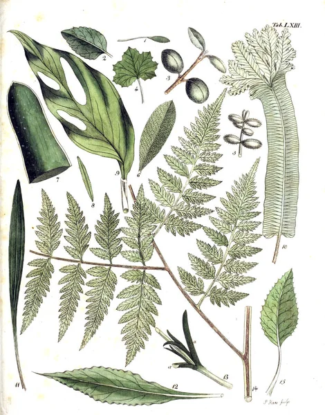 Illustration Växter Termini Botanici Iconibus Illustrati 1807 — Stockfoto
