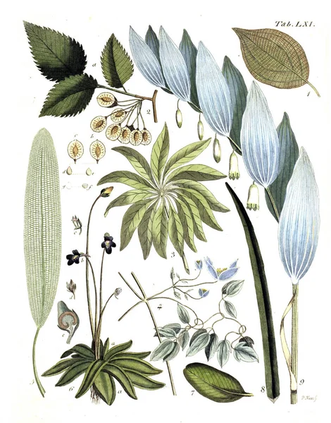 식물의 그림입니다 테르미니 Botanici Iconibus Illustrati 1807 — 스톡 사진