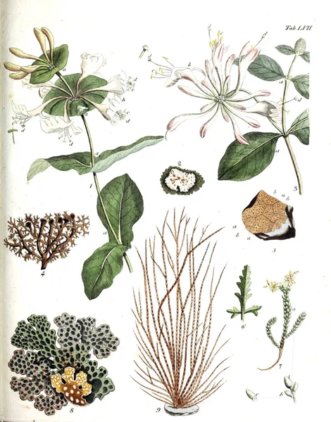 식물의 그림입니다 테르미니 Botanici Iconibus Illustrati 1807 — 스톡 사진