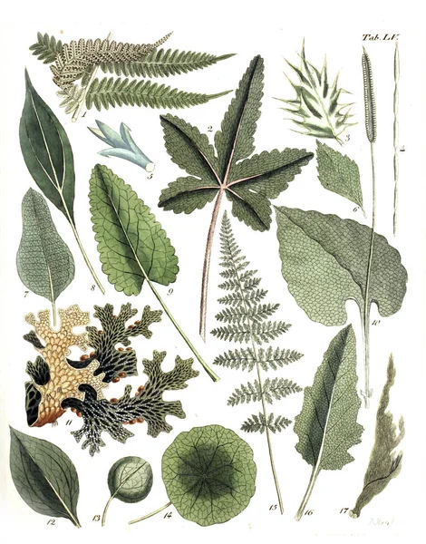 Иллюстрация Растений Termini Botanici Felibus Illustrati 1807 — стоковое фото