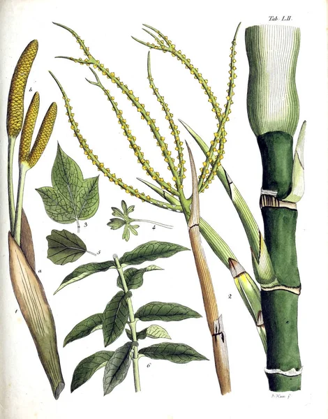 Illustration Växter Termini Botanici Iconibus Illustrati 1807 — Stockfoto