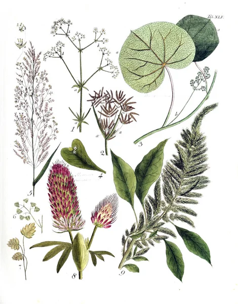 Иллюстрация Растений Termini Botanici Felibus Illustrati 1807 — стоковое фото