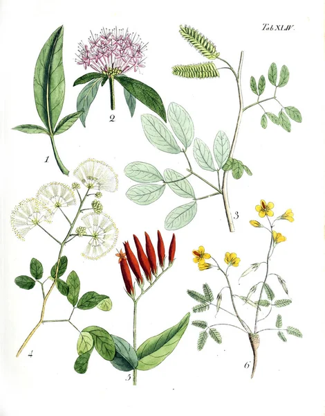 植物的例证 Botanici Iconibus Illustrati 1807 — 图库照片