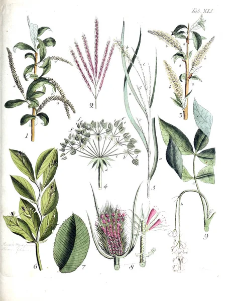 Иллюстрация Растений Termini Botanici Felibus Illustrati 1807 — стоковое фото