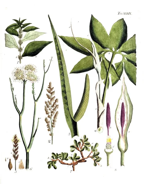 Illustratie Van Planten Termini Botanici Iconibus Illustrati 1807 — Stockfoto