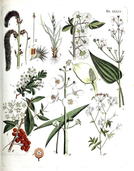 Ilustrace Rostlin Termini Botanici Iconibus Illustrati 1807 — Stock fotografie