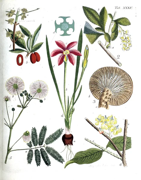 Ilustración Plantas Termini Botanici Iconibus Illustrati 1807 —  Fotos de Stock