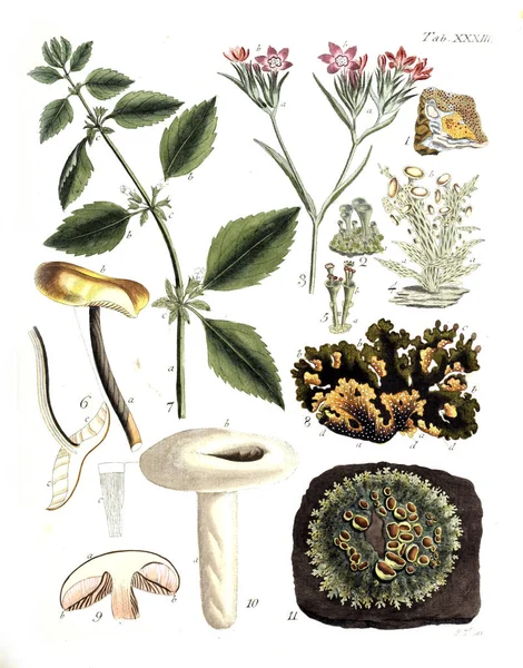 Ilustración Plantas Termini Botanici Iconibus Illustrati 1807 — Foto de Stock