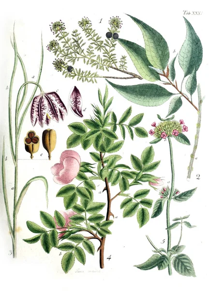 Illustrazione Delle Piante Termini Botanici Iconibus Illustrati 1807 — Foto Stock