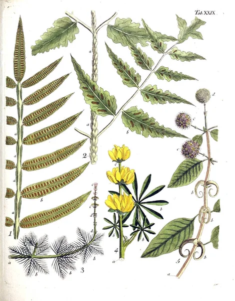 Illustrazione Delle Piante Termini Botanici Iconibus Illustrati 1807 — Foto Stock