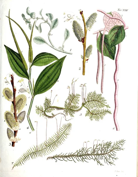 植物的例证 Botanici Iconibus Illustrati 1807 — 图库照片