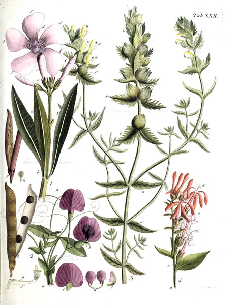 Απεικόνιση Των Φυτών Termini Botanici Iconibus Illustrati 1807 — Φωτογραφία Αρχείου