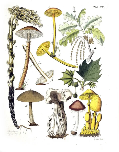 Ilustração Plantas Termini Botanici Iconibus Illustrati 1807 — Fotografia de Stock