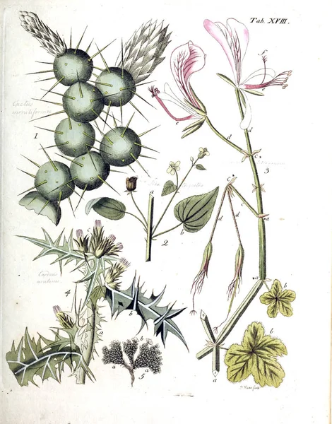 Illustration Växter Termini Botanici Iconibus Illustrati 1807 — Stockfoto